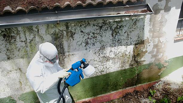 Top rated local Mold Remediation specialists in Woodbury, TN